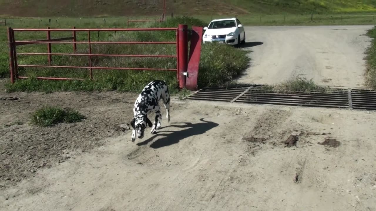 Zeus the Dalmatian Visits a Ranch in California