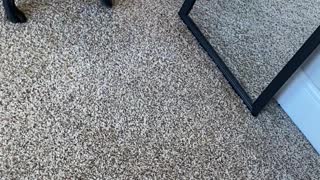 Where Is That Other Dog?