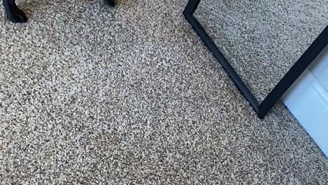 Where Is That Other Dog?