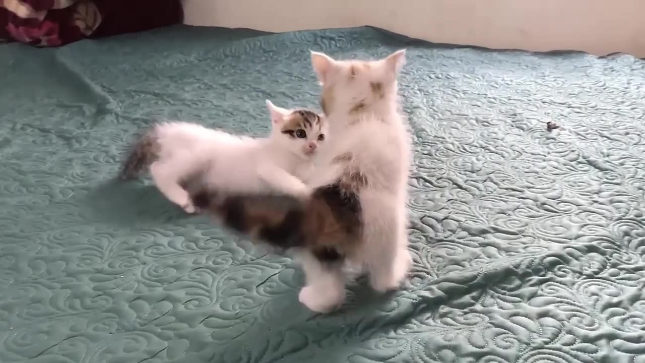 Cute kittens - funny and cute cat videos