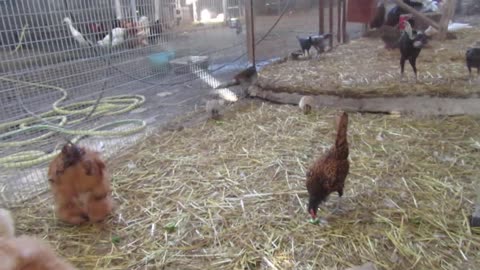 Valley quails. two and a half month old