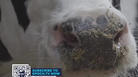 From health problems to ecological problems, meat is taking the blame as a chief culprit.