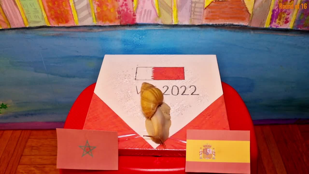 Morocco Vs Spain - Animals World Cup 2022 Prediction