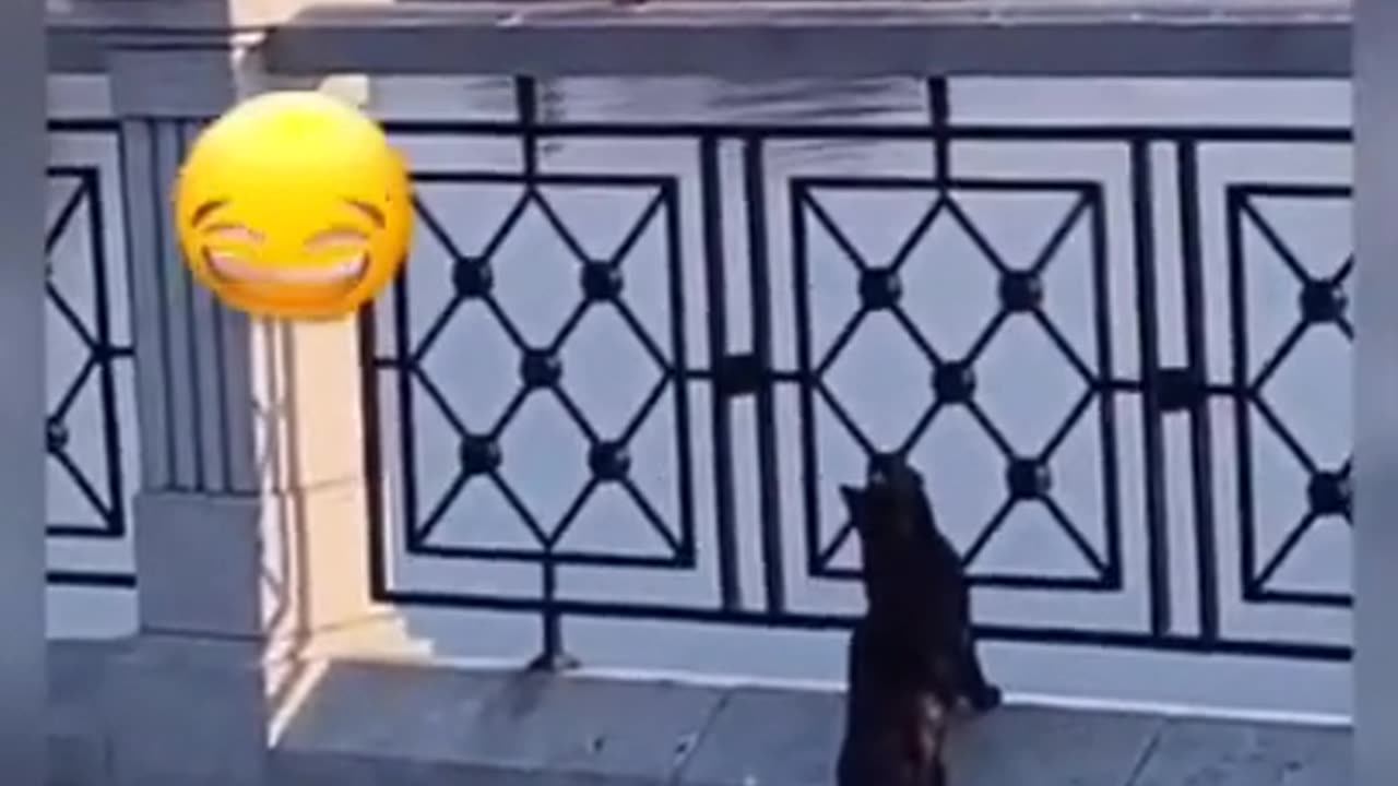 #84 - Amusing and Adorable Animals