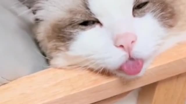 I'd like to share with you my stupid kitten.