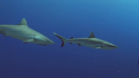 sharks at coral reef with closeup video