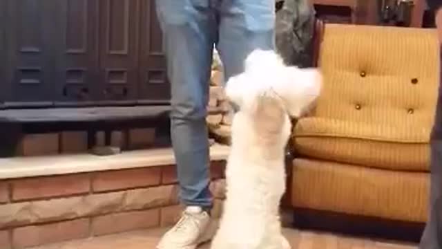 Epic hungry Dog's Hilarious Reaction to Guy Eating!