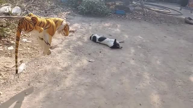 Wow !!! Fake Tiger Prank Dog So Funny Try to stop laugh challenge 2021