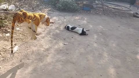 Wow !!! Fake Tiger Prank Dog So Funny Try to stop laugh challenge 2021