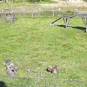 The chicken defender