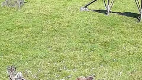 The chicken defender