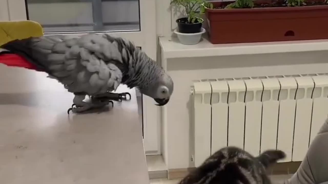 Funny animals videos 😻😻😂