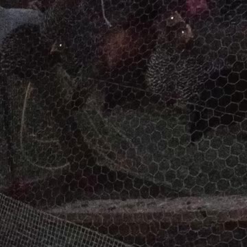 Flock it Farm: How chickens sleep