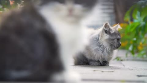 Kittens in the backyard