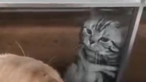 Cat is impressing his partner by dancing. Cute Video in the internet today