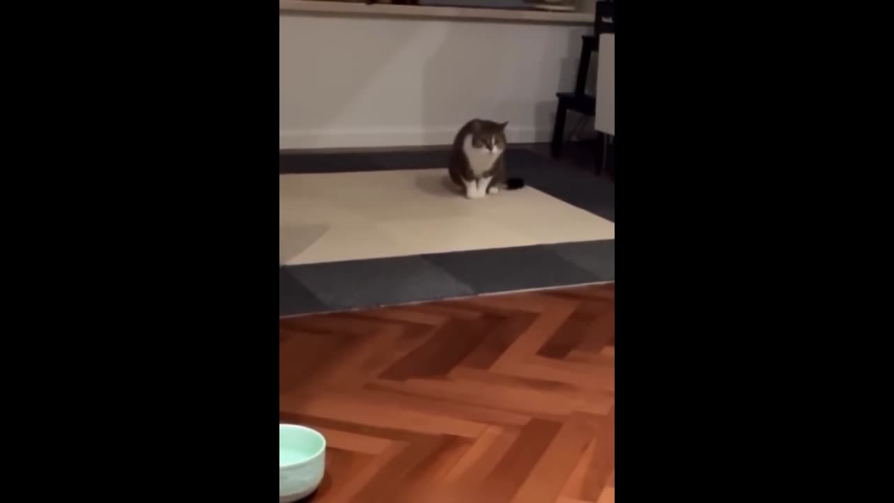 Funny cat video