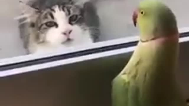 Parrot plays a game of Peek-a-boo with cat 😂