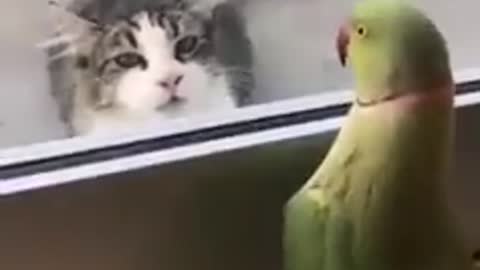 Parrot plays a game of Peek-a-boo with cat 😂