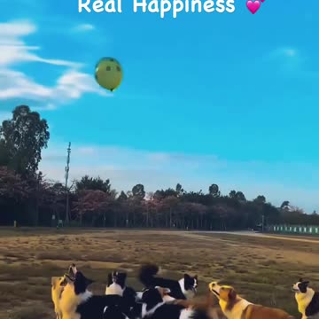Dogs Playing with balloons 🎈🎈 #real happiness