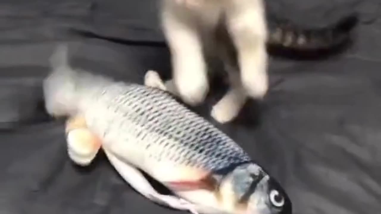 "Adorable Kitten's Playtime: Fishing Fun!"