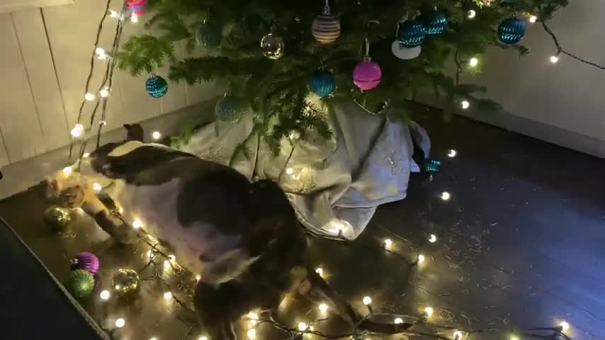 Misievous Dog Gets Tangled in Christmas tree Lights 2022