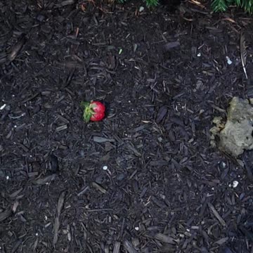 Excuse me, you dropped your strawberries 🍓