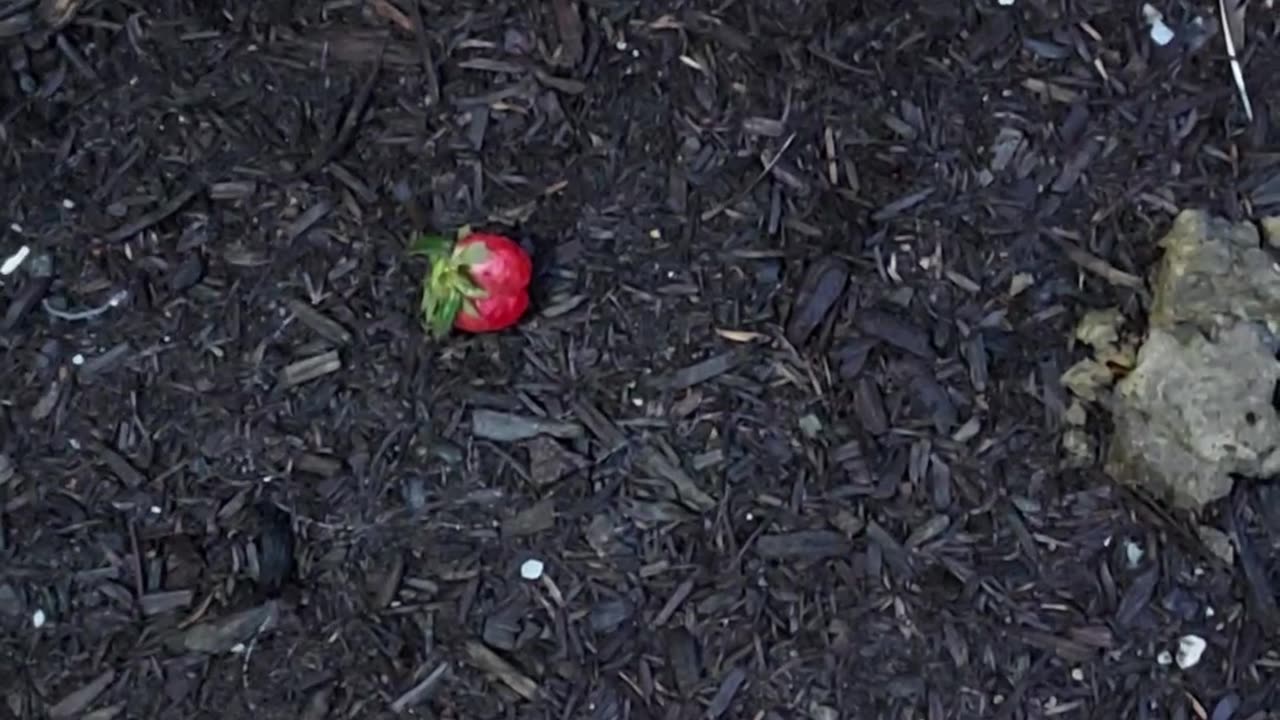 Excuse me, you dropped your strawberries 🍓