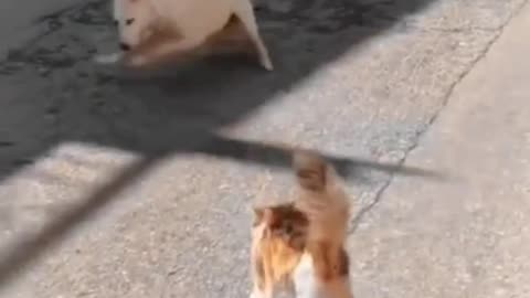 Cat mom of the year