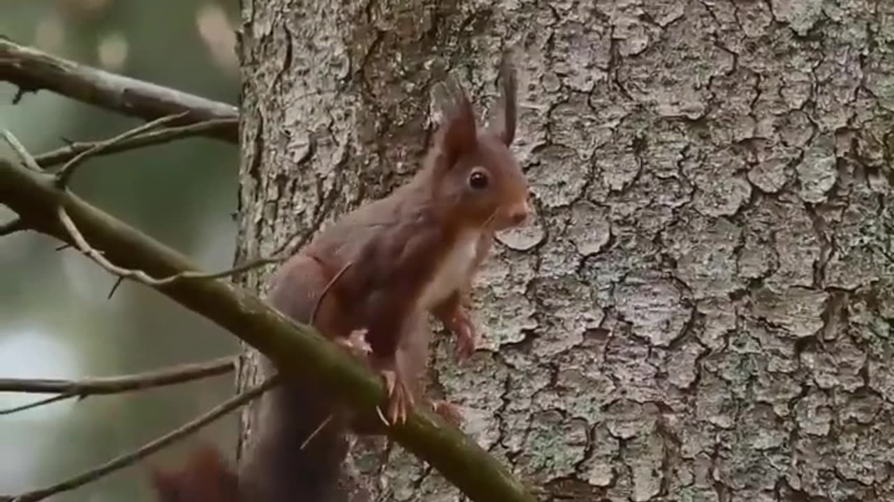 Wildlife beautiful creatures 😀