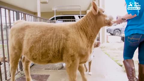 Family Brings Baby Cow Into Their Home During Hurricane | The Dodo: Comeback Kids S02E01