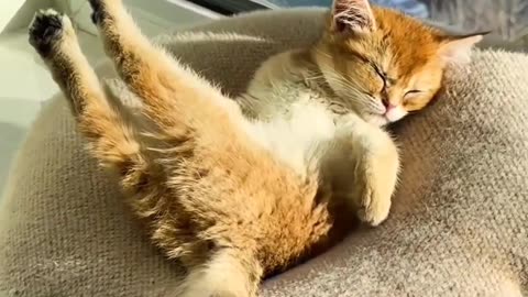 New funny cat video 😂