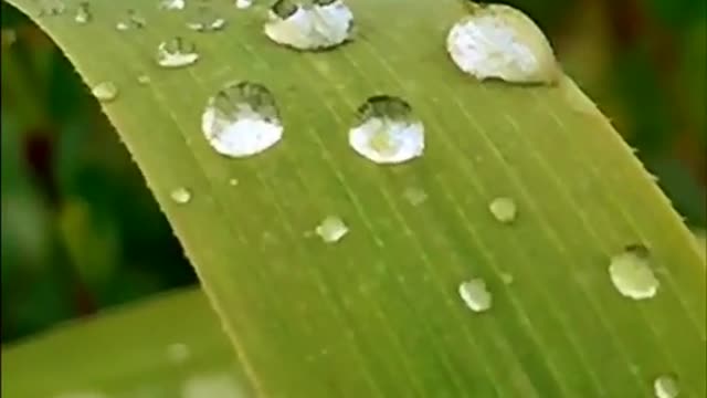 The morning dew can be beautiful