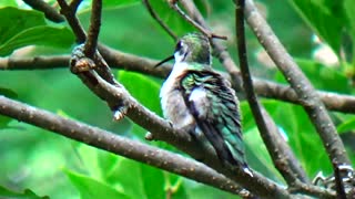 Hummingbird