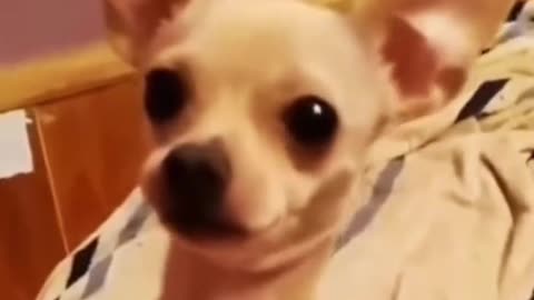 Animals are funny 😭😂😂
