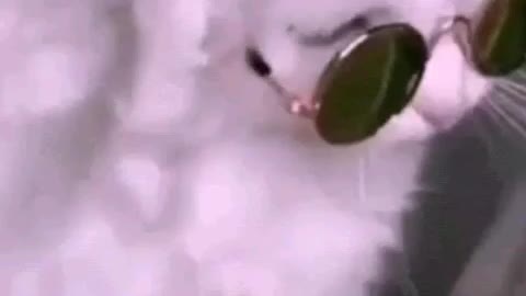 Cute baby cat video😍😘😍😘