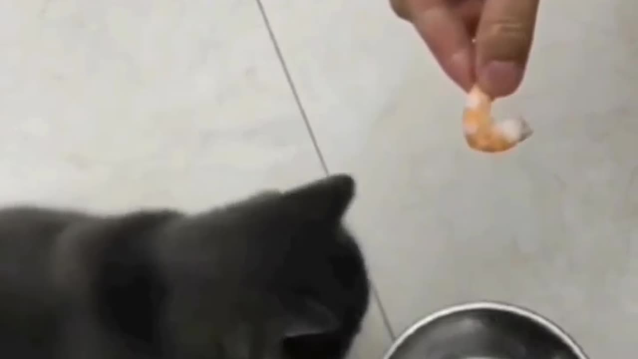 Funny and Cute Cats Videos #419