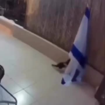 ANIMAL KINGDOM ON PALESTINE