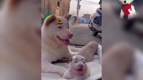 Cute dog relaxing.