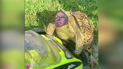 Turtle Mitch