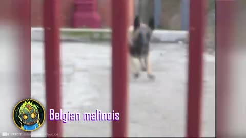 12 most illegal dog breeds