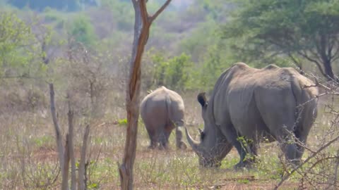 1 minutes Kruger National park