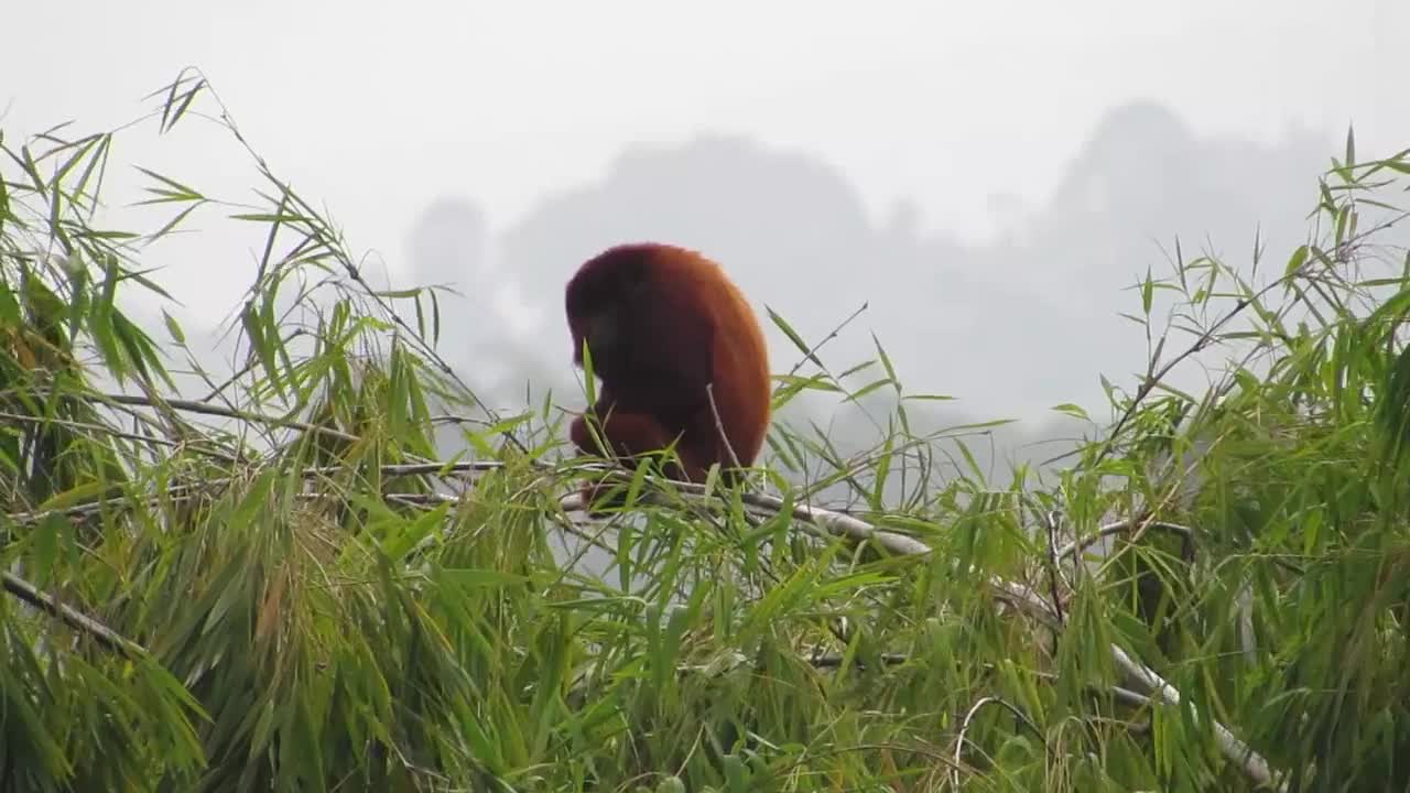 Fauna Howler Monkey Mono Wild Animal Colombia