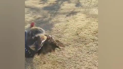 Funny Animals