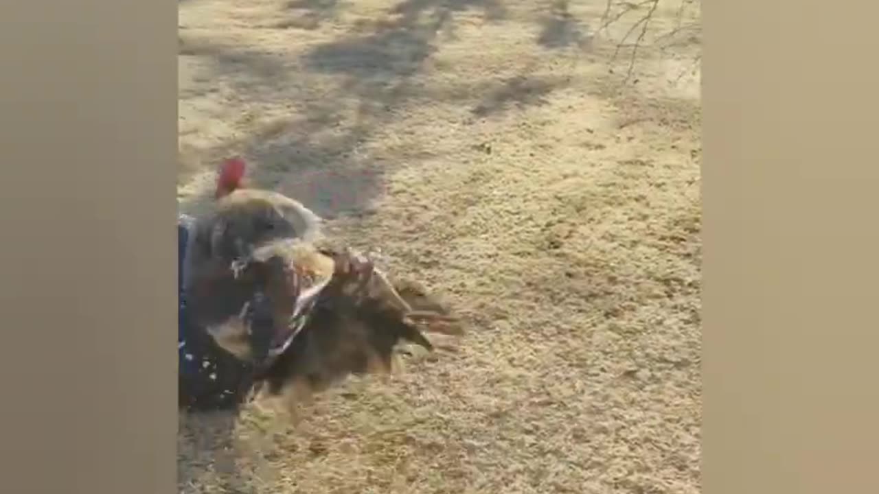 Funny Animals