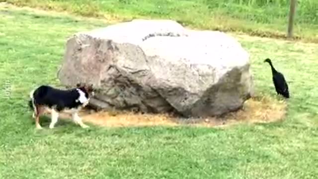 Duck and dog adorably playing a game together!