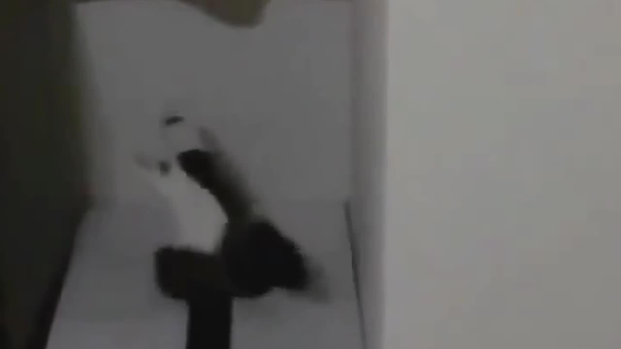 cat disappeared