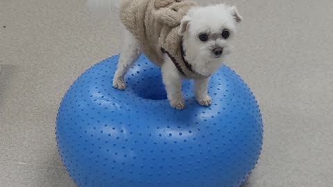 gymball puppy