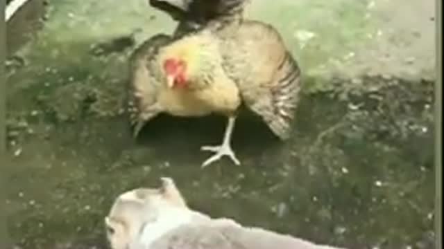 Dog funny