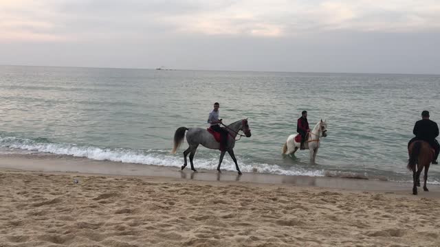 Horses and beach