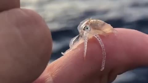 Octopus wolfi is the smallest octopus in the world